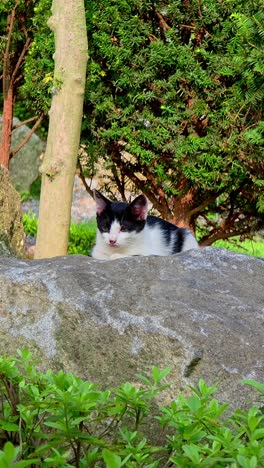 a black and white cat relaxes on a large rock surrounded by green bushes and trees, blending into the tranquil garden scenery