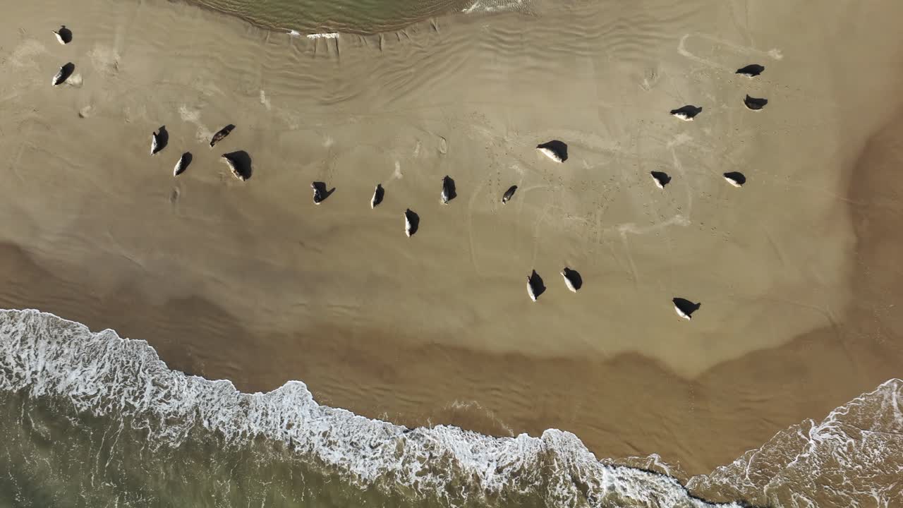 해변에서 자고 있는 회색 물개의 탑다운 드론 샷