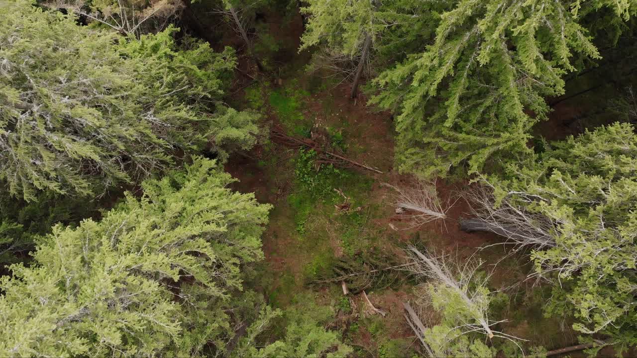 copas de árboles forestales con coníferas en la montaña