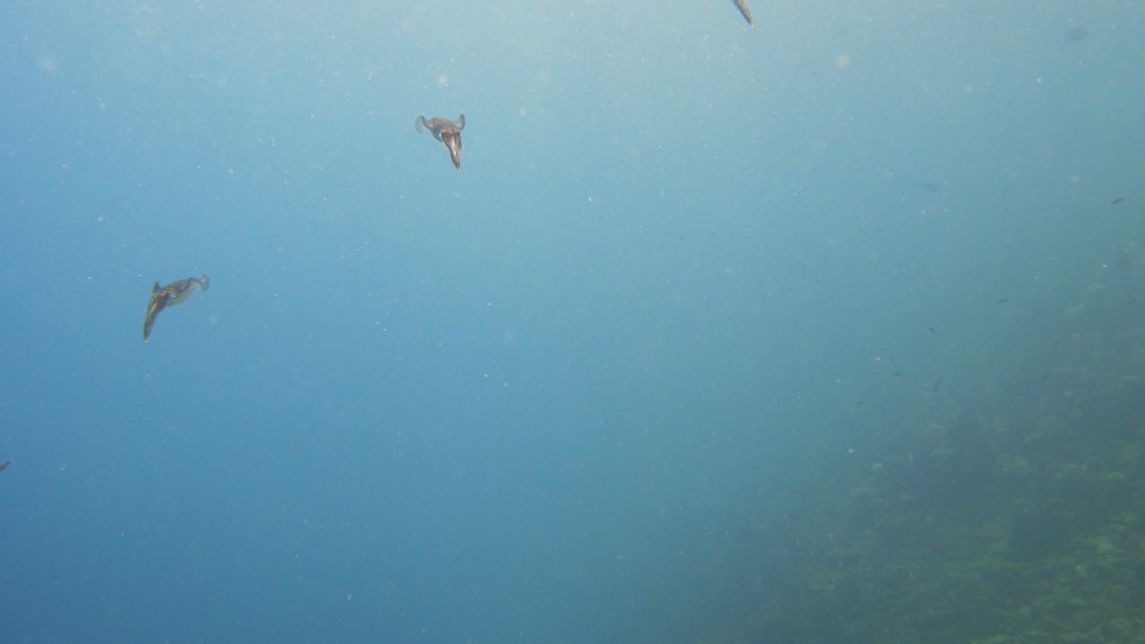 4k에서 함께 수영하는 작은 오징어 그룹