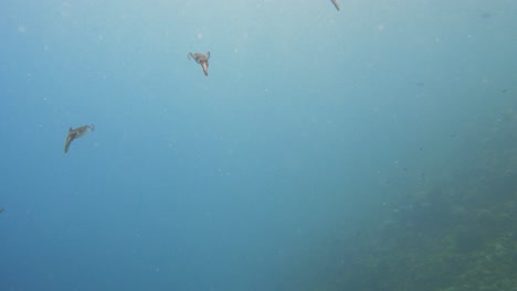 small group of calamari's swimming together in 4k