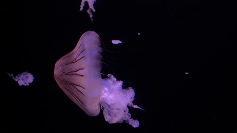 crisaora hysoscella