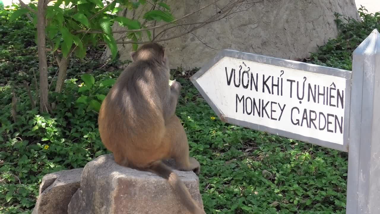 Wild macaque monkeys sitting and relaxing next to sign in the shadow. Monkey Island in Nha Trang, Vietnam