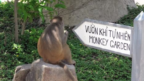 wild macaque monkeys sitting and relaxing next to sign in the shadow. monkey island in nha trang, vietnam
