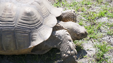 leopard tortoise walking and eating in grassland on african plain