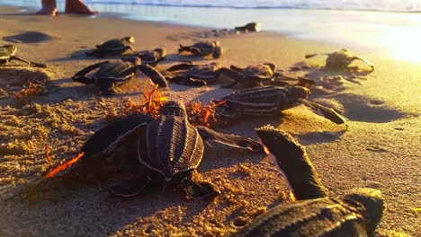 a medium shot of numerous baby sea turtles crawling across a sandy beach toward the ocean at sunset, casting shadows on the golden sand.