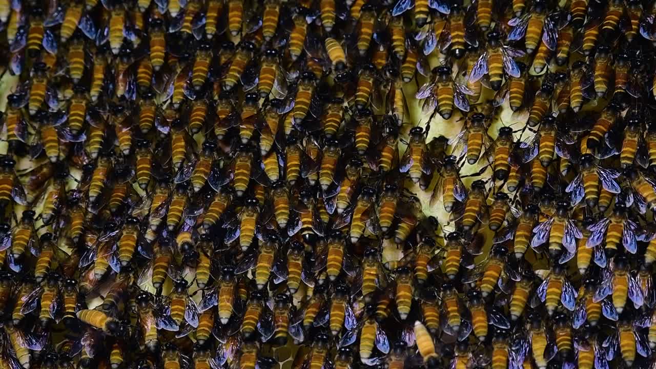 Giant Honey Bees are known to build large colonies of nest with symmetrical pockets made of wax for them to store honey as their food source