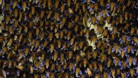 Es-Ist-Bekannt,-Dass-Riesige-Honigbienen-Große-Nestkolonien-Mit-Symmetrischen-Taschen-Aus-Wachs-Bauen,-In-Denen-Sie-Honig-Als-Nahrungsquelle-Speichern-Können