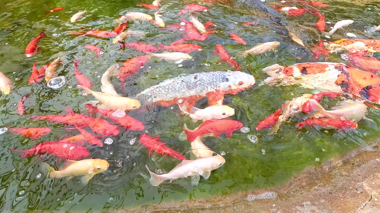 A large group of koi fish swim energetically near the water's surface in a sunlit outdoor pond, captured with a steady overhead camera angle