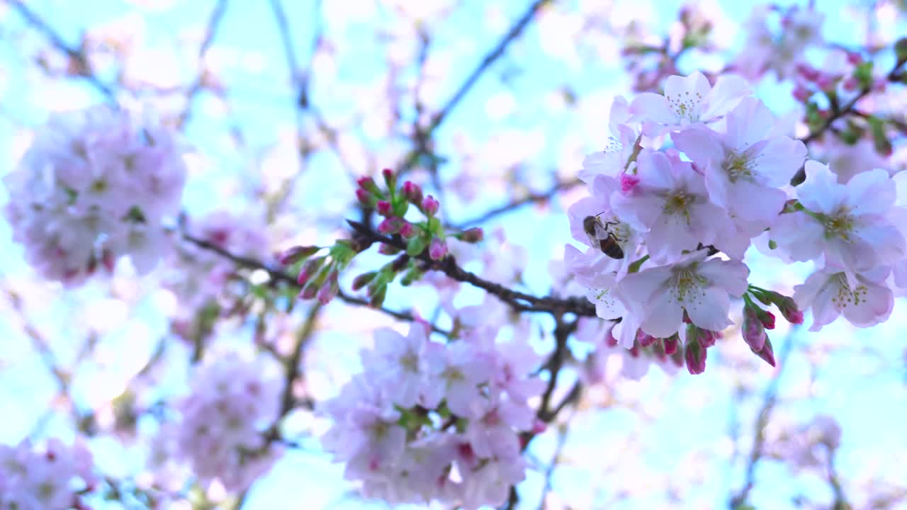 타이베이 의 봄 시즌 에 분홍색 사쿠라 체리 꽃 이 가게 피고 있다