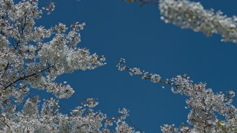 floral background or backdrop