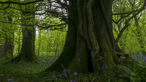 Lapso-De-Tiempo-Del-Bosque-De-Campanillas-Durante-La-Primavera-En-El-Parque-Natural-De-Irlanda