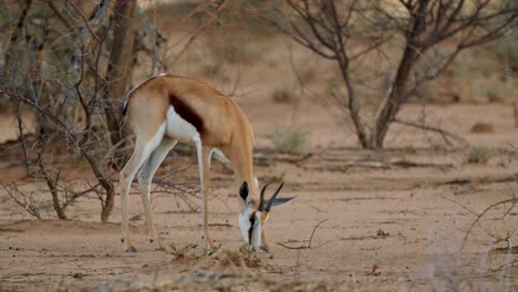 feeding impala antelope, in savanna