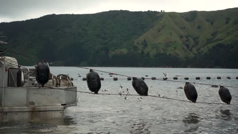 black mussel farm buoys hanging from boat with seagulls in background