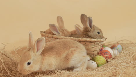 easter little bunnies inside wicker basket surrounded by colorful eggs - medium eye-level static shot