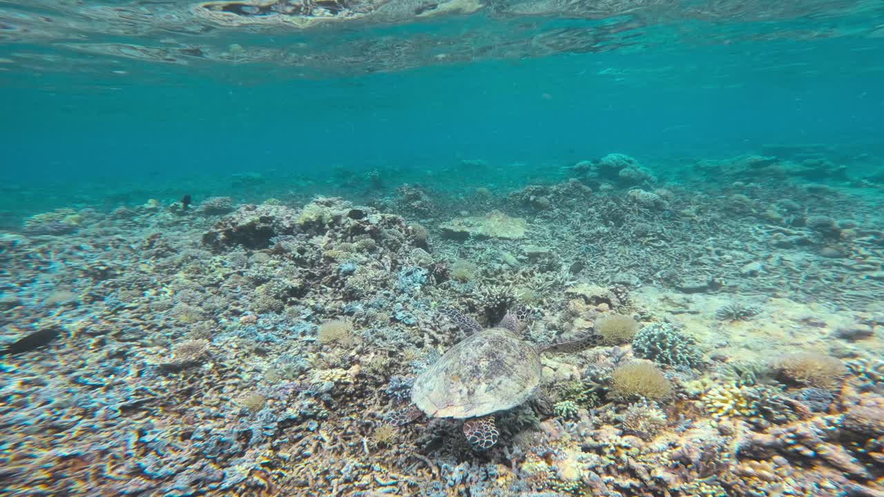 a câmera segue uma tartaruga-marinha nadando sobre um recife de coral nas águas azuis claras dos recifes de tubbataha, nas filipinas