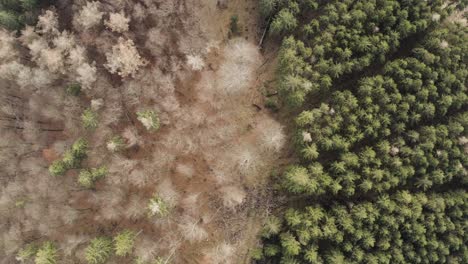 Impressions-of-the-Harz-national-park-on-a-dark-moody-day,-captured-by-a-drone-flying-very-high-and-in-between-trees-with-beautiful-orange-and-red-leaves,-North-Germany,-Europe