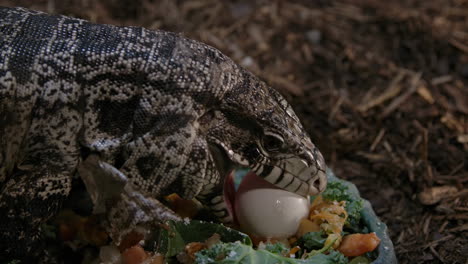 tegu lizard eating an egg from a salad