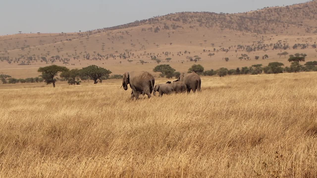 Família de elefantes africanos caminhando no Serengeti dourado da Tanzânia EM CÂMERA LENTA.