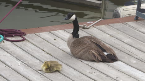 a mother canada goose sits on a dock watching over her baby