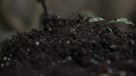 racking of close up of soil