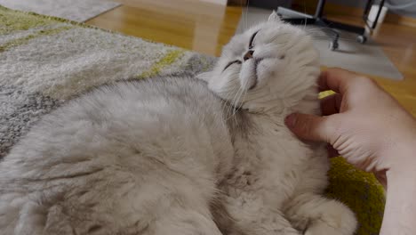 owner giving lots of affection to their persian cat, and the cat really enjoys it, they are great friends and companions