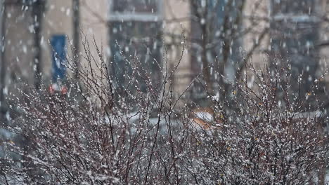 winter snow birch forest