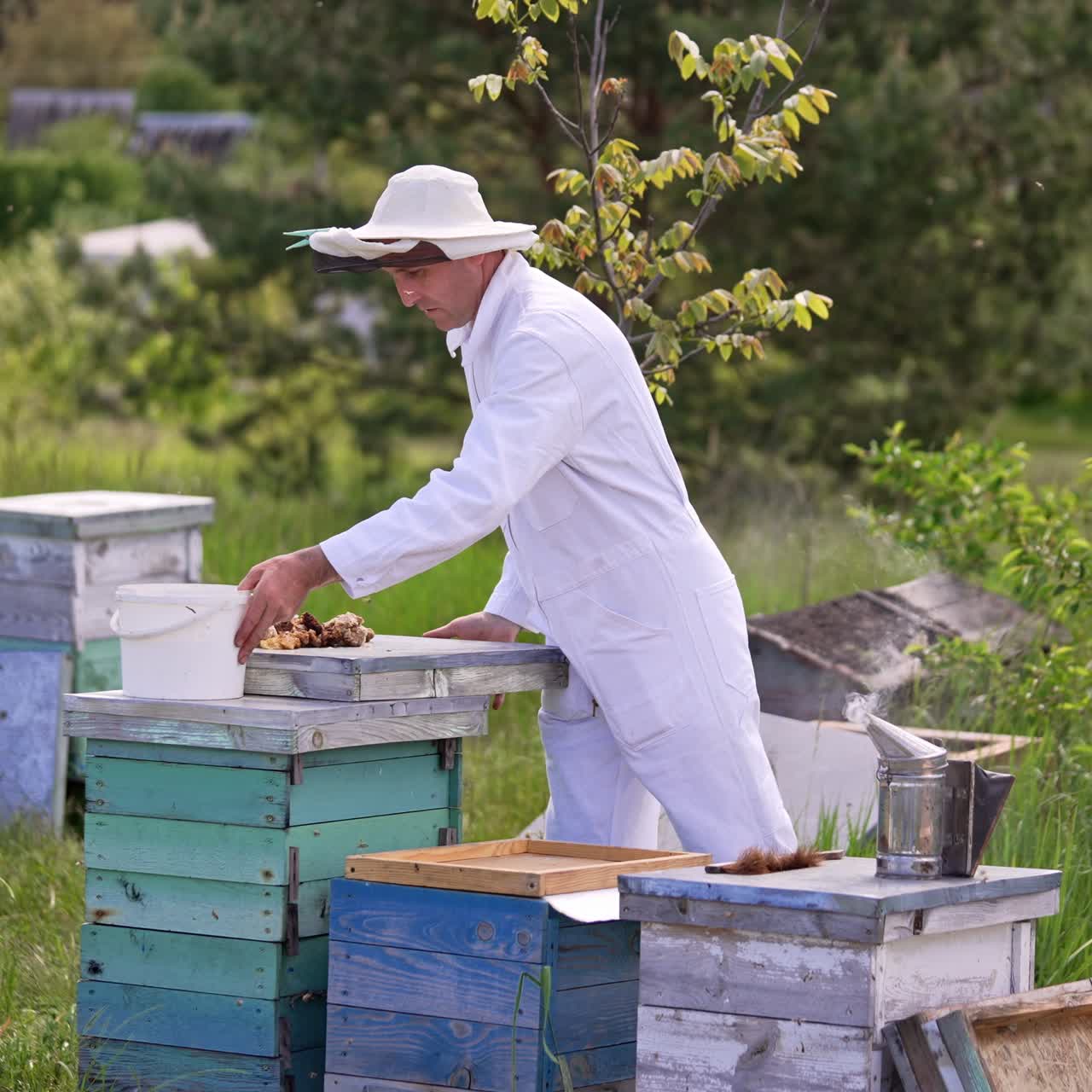 Apiarist in white suit and hat opens the lid of hive. Man is ready for examination his hive. Nature blurred backdrop