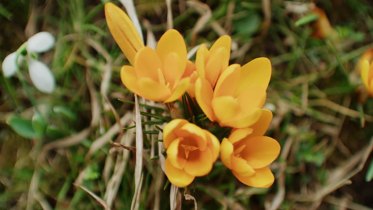 Ripresa dall'alto di fiori gialli a fioritura precoce a fine febbraio, Germania.