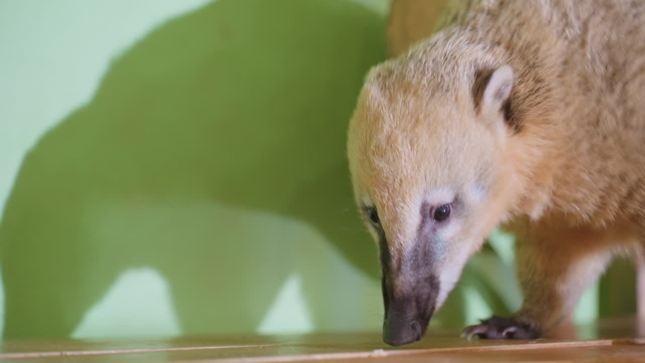 Coati che cammina lungo una sporgenza di legno annusando una mano. Dettaglio ravvicinato su zampe e muso, pelliccia texturizzata con riflessi, approccio cauto verso il dolcetto offerto, luce da interni simile a quella di uno studio, profondità di campo ridotta e mirata, tattile
