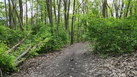 Umgestürzter-Baum-An-Einem-Schönen-Sommertag-Mit-üppigem-Grün,-Gras-Und-Bäumen-Rund-Um