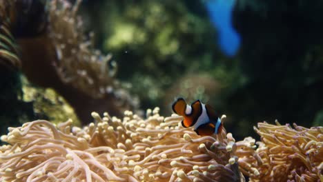 clownfische schwimmen in der nähe einer anemone