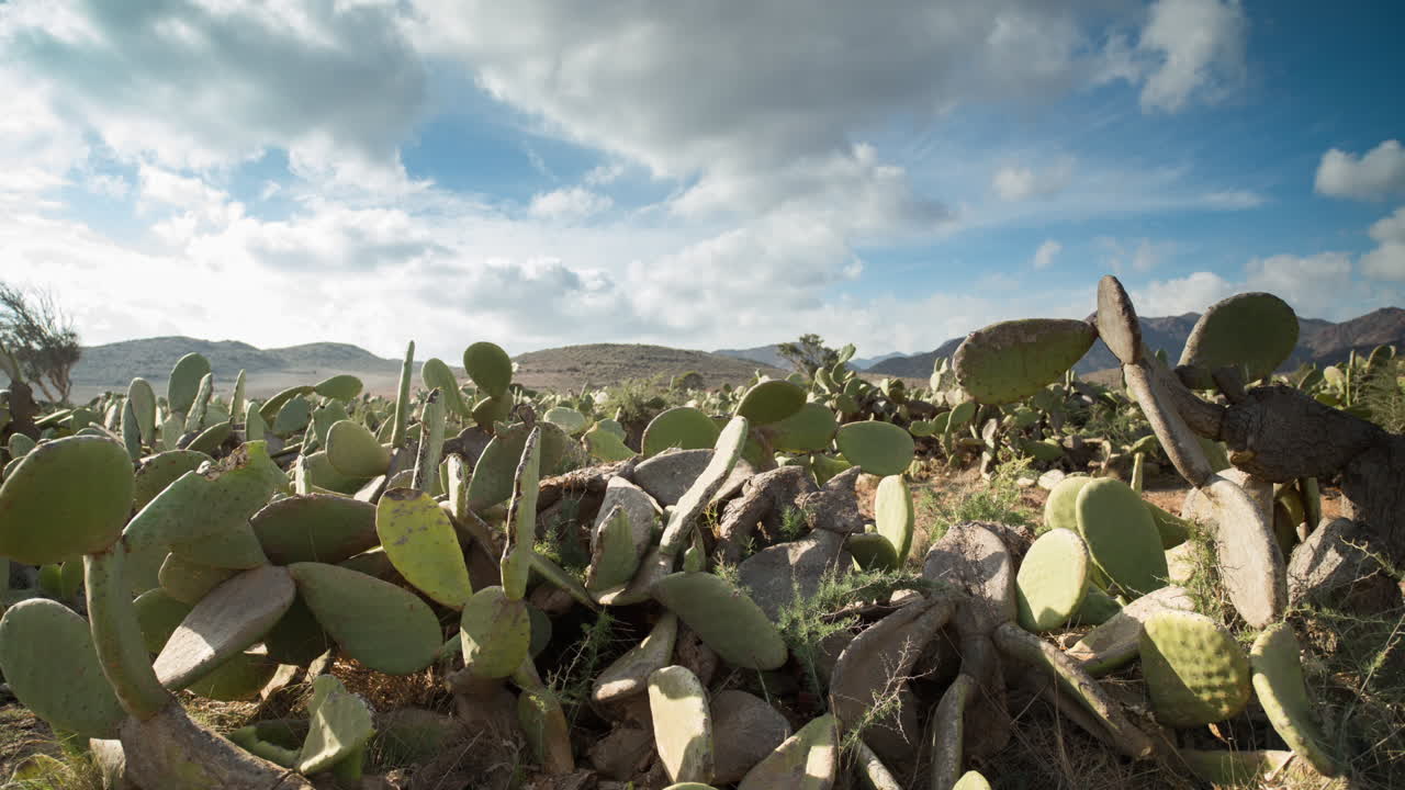 선인장 timelapse 02