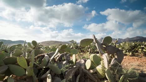 lapso de tiempo de cactus 02