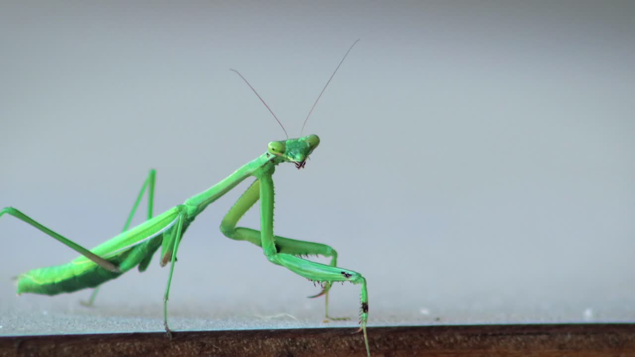 Praying Mantis Wiggling Then Quickly Looks Towards Camera, Close Up, Daytime, Maffra, Gippsland, Victoria, Australia