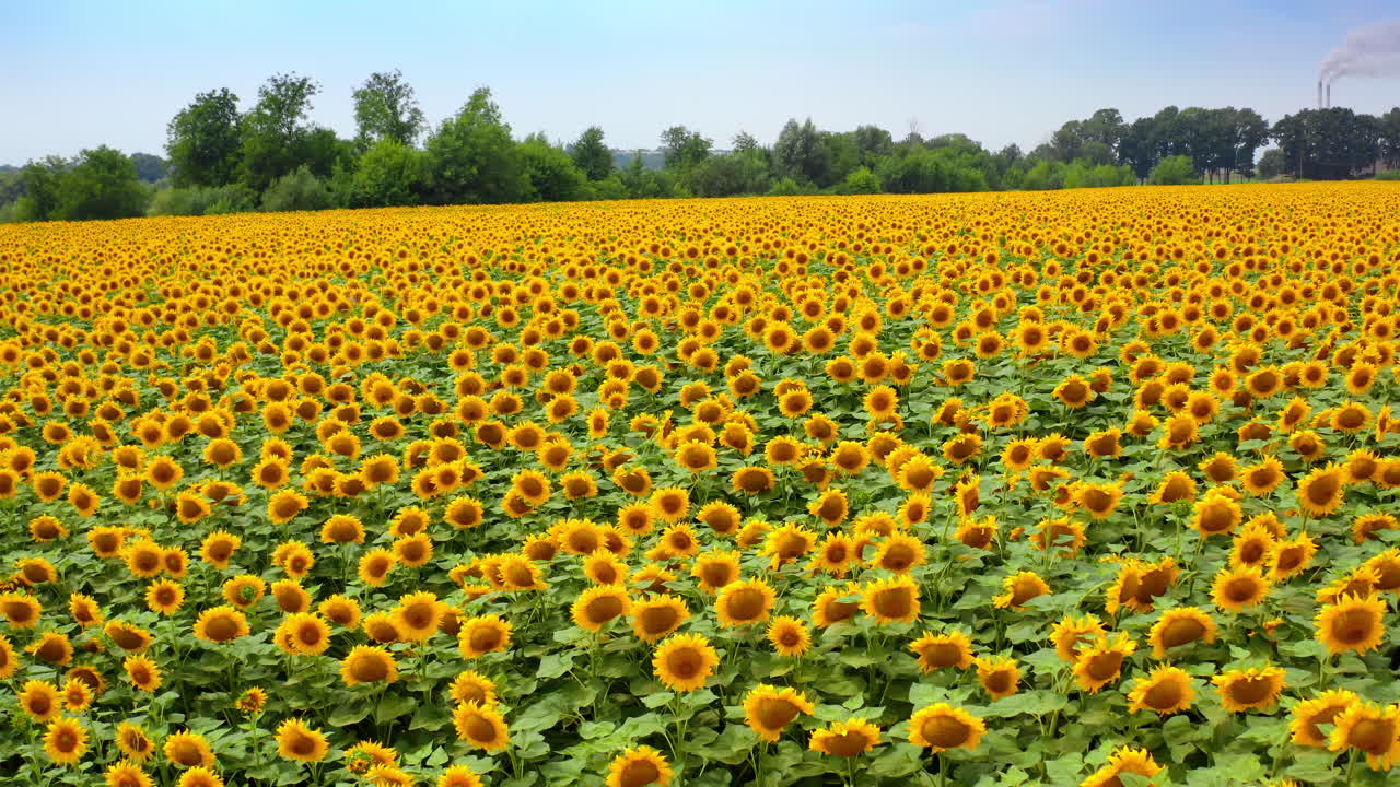 Gradual rise over the agricultural field of yellow sunflowers. A picturesque field of sunflowers under a blue sky.