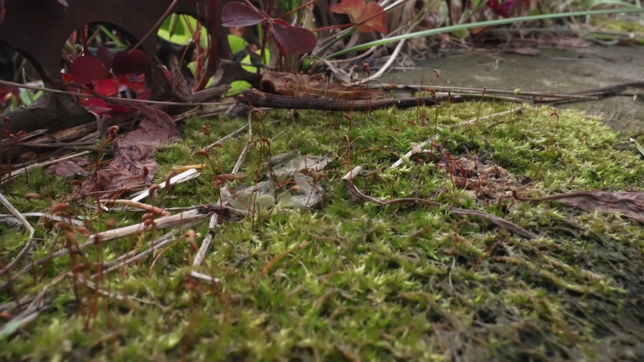 Primo piano dettagliato di muschio verde e piccole piante sul terreno