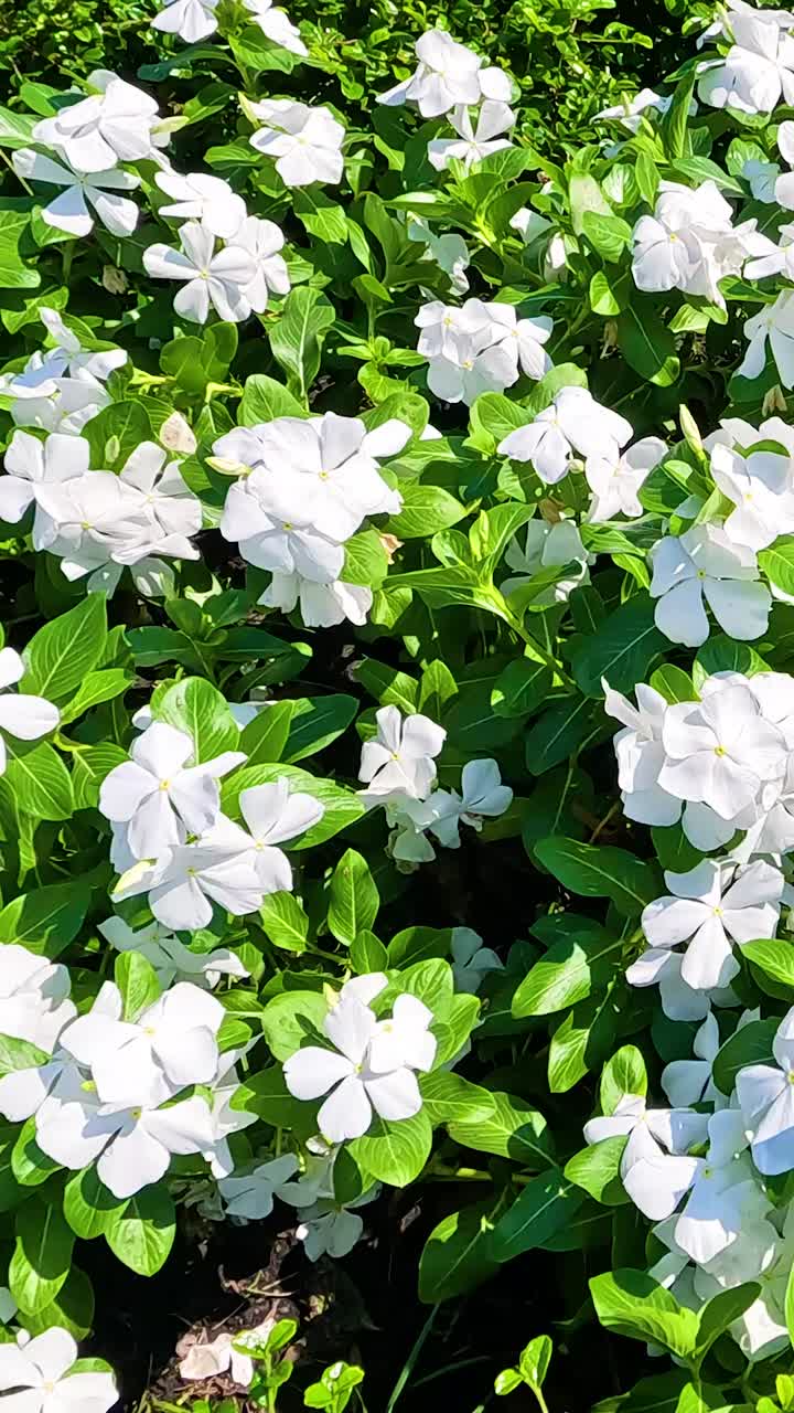 울창 한 정원 에서 활기찬 페리윈클 꽃