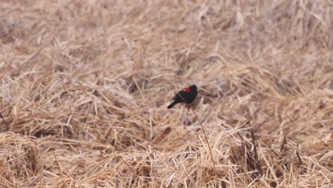 un pájaro negro de alas rojas intenta encontrar pareja mientras se aferra a una sola hebra de paja en un campo de colas de gato inactivas en el norte de colorado