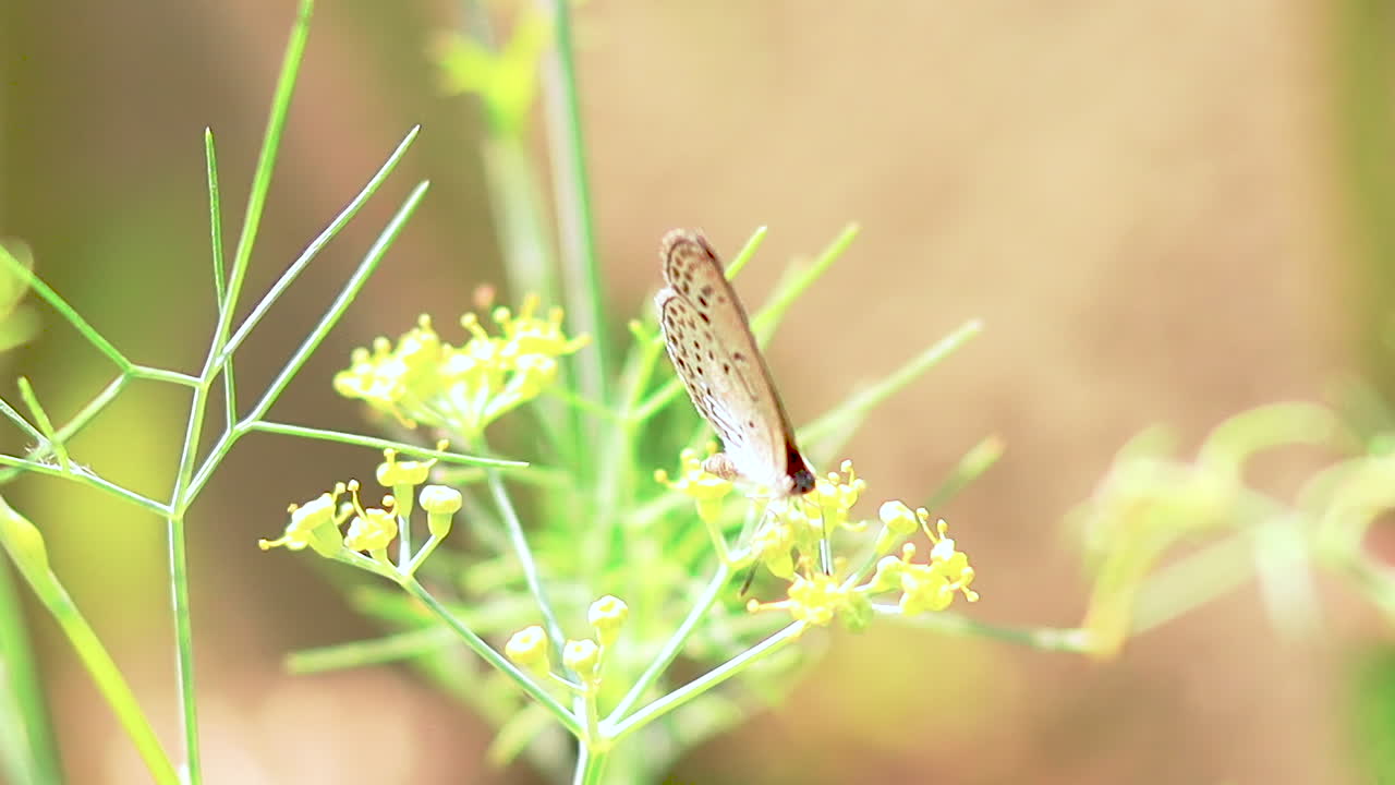 Garden Butterfly Close up. Tiny butterfly with black spotted colors and antennas