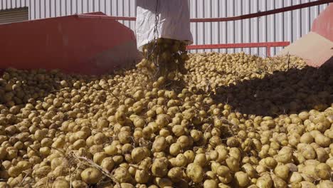 Las-Patatas-Del-Campo-Se-Vierten-En-Sacos-En-La-Cinta-Transportadora.