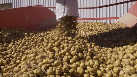 aardappelen uit het veld worden in zakken in de transportband gegoten.