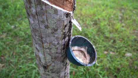 el árbol de caucho libera algo de caucho líquido en una plantación cerca de la ciudad de banyuwangi en java oriental, indonesia