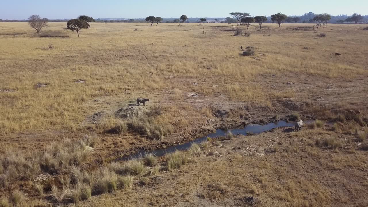 Aerial View of Two Rhinos in African Savanna