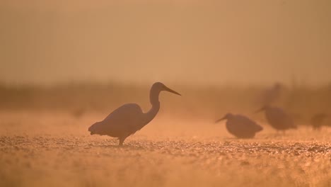 great egret bird in misty morning