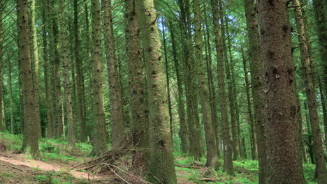 Pine-tree-trunks-in-English-forest-on-sunny-summer-day-with-slow-pan