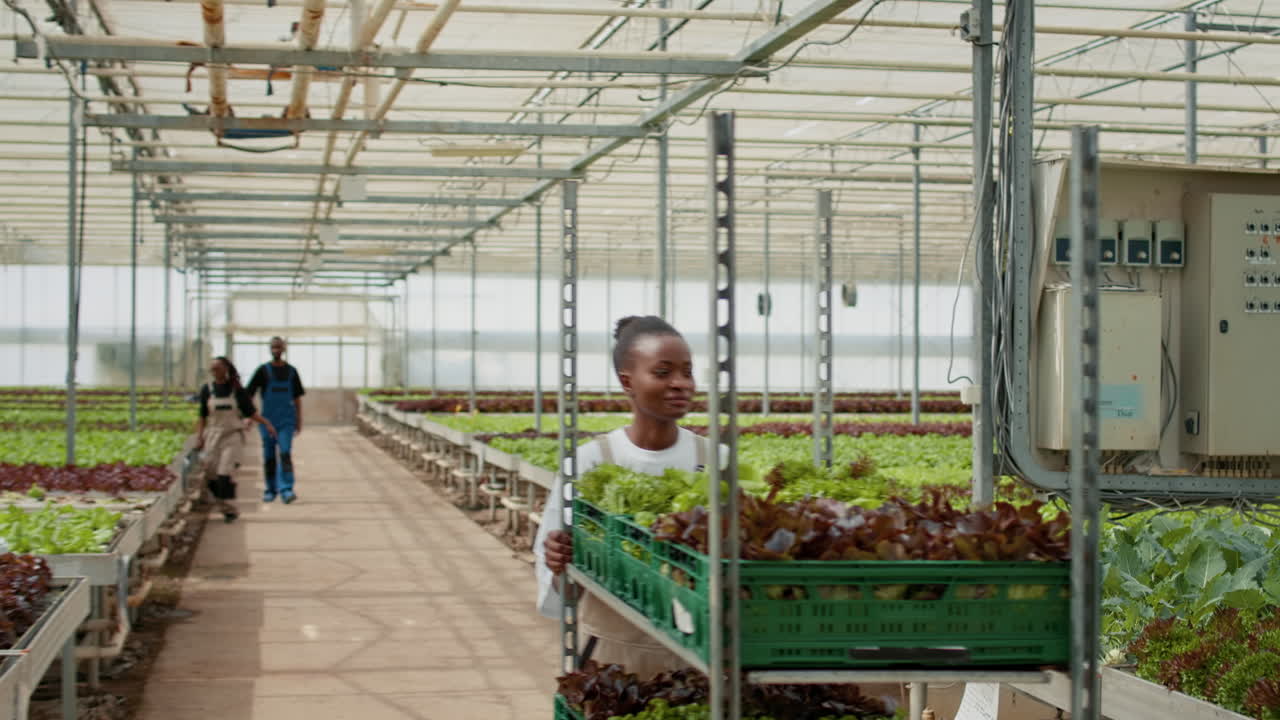 Lettuce farming inside greenhouse
