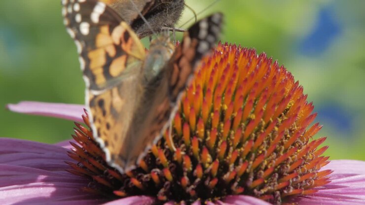 Ripresa macro estremamente ravvicinata di due farfalle vanessa urticae arancioni che raccolgono nettare da un'echinacea viola su sfondo verde.