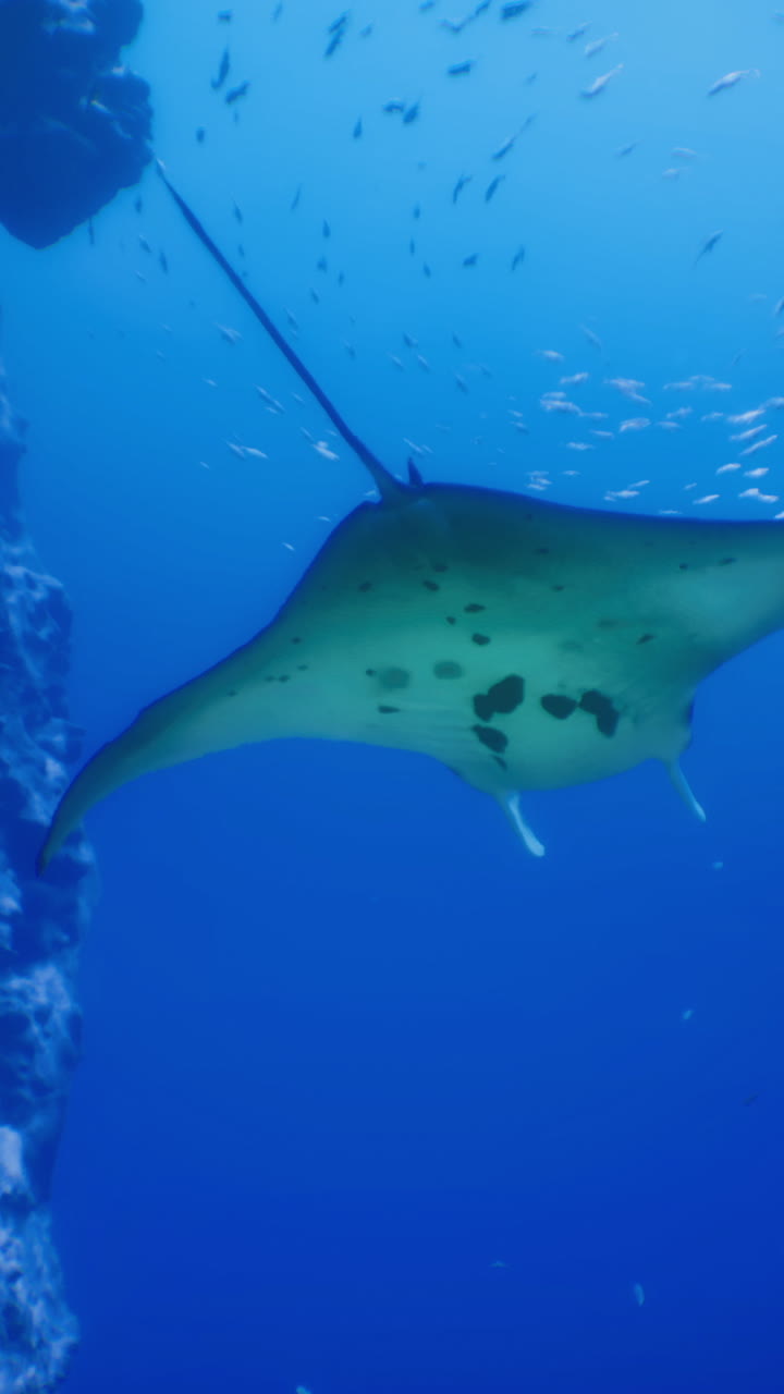 Manta ray gliding over coral reef in clear blue ocean waters