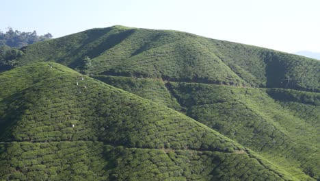 vista del valle de la plantación de té en cameron highland, malasia durante el día